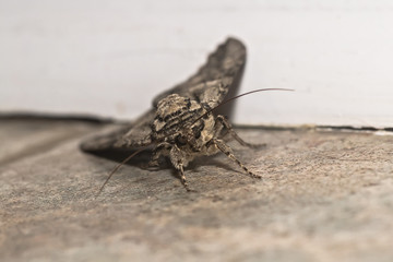 Moth