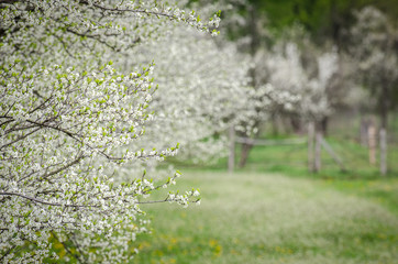 Apple orchard in bloom