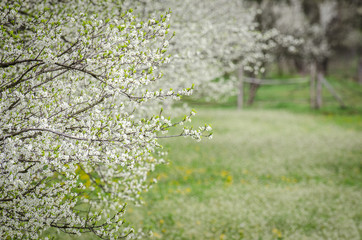 Apple orchard in bloom