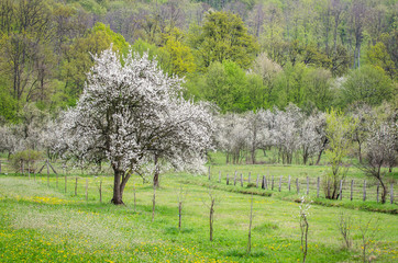  One apple tree in bloom