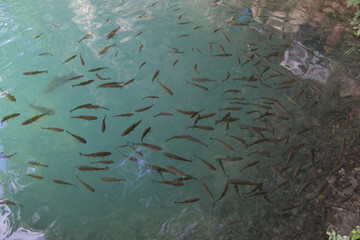 Fototapeta na wymiar Clean water lake with a lot of fish (plitvice, croatia)
