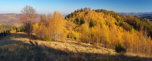 Autumn panorama mountain forest