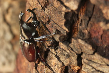 Scarab beetle on a tree