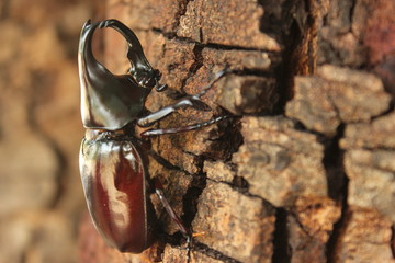 Scarab beetle on a tree