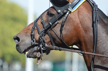 Obraz premium trotteur