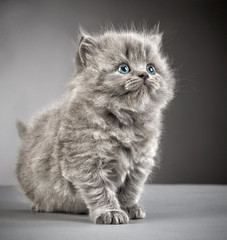 british long hair kitten