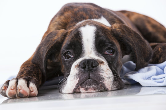 Boxer Dog At Studio