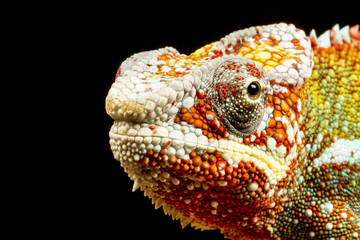 Fototapeta premium Panther Chameleon (Furcifer pardalis)