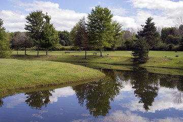 Fototapeta na wymiar Reflection Of Trees on a Lake