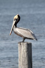 Brown Pelican