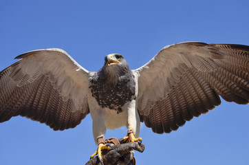 Falke auf Beute
