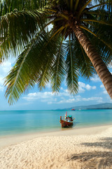 beach, palm tree, boat