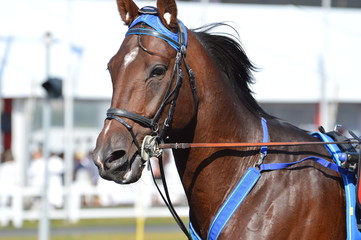 trotteur