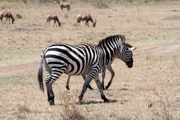 Fototapeta na wymiar Zèbres au Kenya