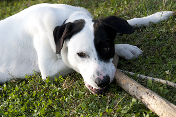 CANE BIANCO E NERO CON PEZZO DI LEGNO