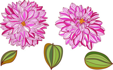 isolated objects of decorative dahlia and leaves