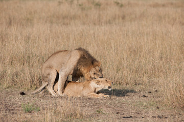 lion