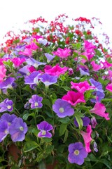 Fototapeta premium Vivid petunia blossom over white