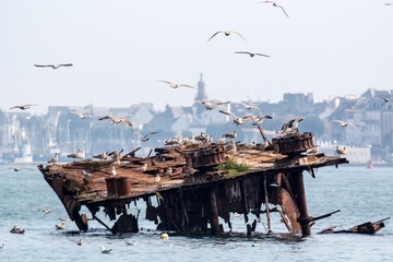 Ship wreck and seagulls