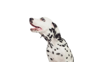 Beautiful Dalmatian with black spotted