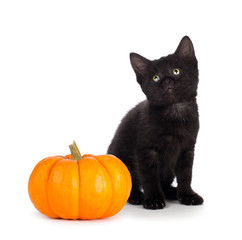 Cute black kitten next to a mini pumpkin isolated on white