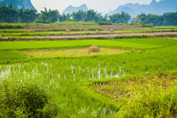 Fototapeta na wymiar Guiling landscape with rice fields