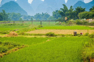 Guiling landscape with rice fields - 70815429