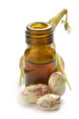 Phaseolus vulgaris Gartenbohne Haricot Fasola zwykła Fagiolo