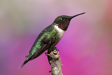 Male Ruby-throated Hummingbird