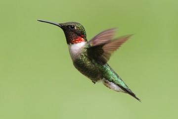 Naklejka na ściany i meble Ruby-throated Hummingbird (archilochus colubris)