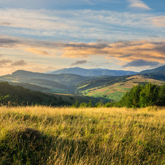 Fototapeta premium trees near valley in mountains on hillside under sky with cloud