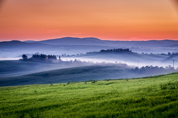 Fototapeta premium Farm of olive groves and vineyards in foggy morning