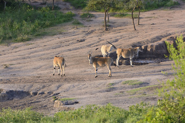 Common Eland at a Watering Hole