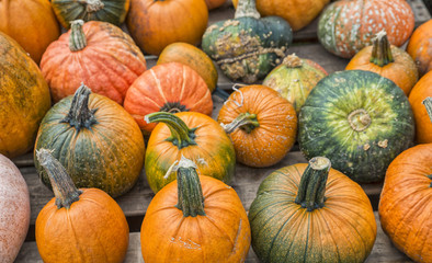 assorted pumpkins