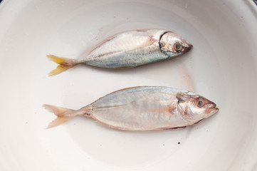 mackerel ready for cook