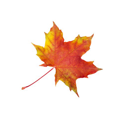 red dry maple leaf