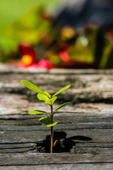 Little tree on old wood