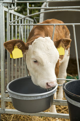 calf in a box