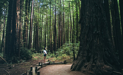 Lost in the woods (Armstrong Redwoods)