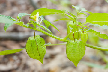 Physalis or Ground Cherry