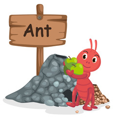 animal alphabet letter A for ant