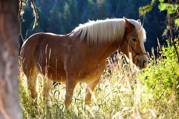 Sunrise Haflinger