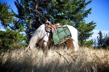 Horse with Saddle Bags