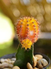 cactus green