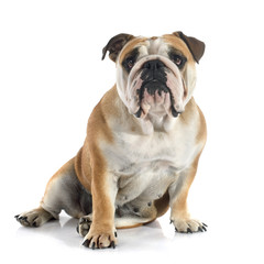 Obraz premium english bulldog