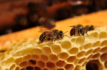 honey cells and working bees