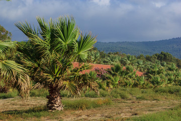Amazing view of coast side of Aegean sea on Pamucak beach