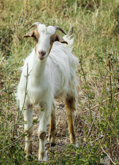 Goat on the meadow