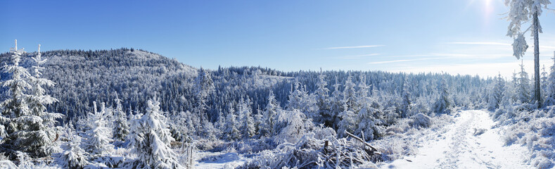 Winter panorama