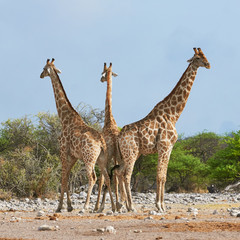 Naklejka na ściany i meble Three giraffes in the Etosha National Park